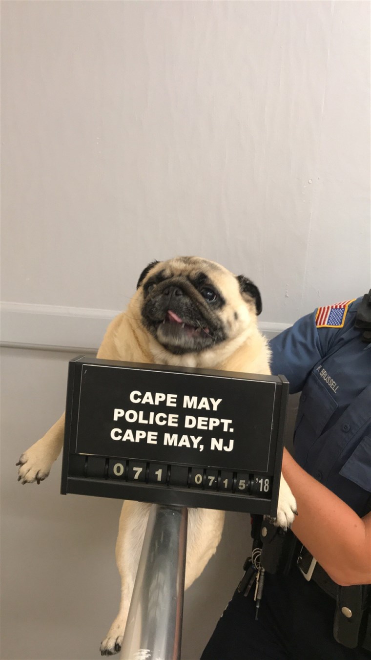 פאג Shot of runaway dog from Cape May, New Jersey, police department