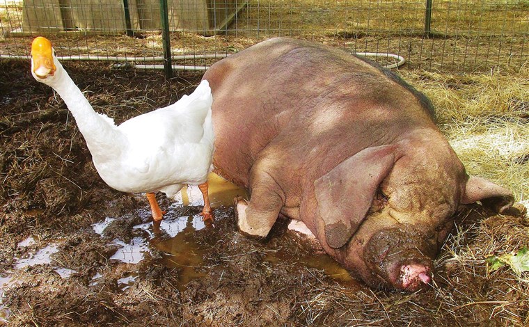 És why wouldn't a goose and pig be best friends?