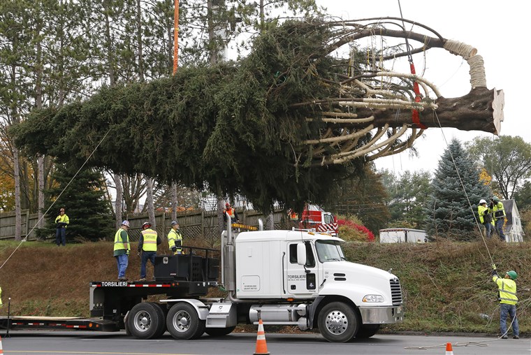 Na Thursday the Pennsylvania tree was cut and readied for a road trip to the big city.