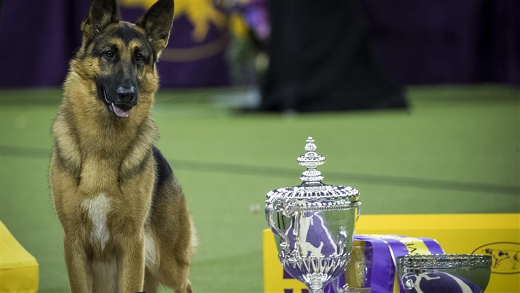 कुत्ते का Champions Compete In The Westminster Dog Show