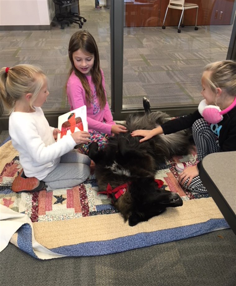 उदास library dog attracts kid readers