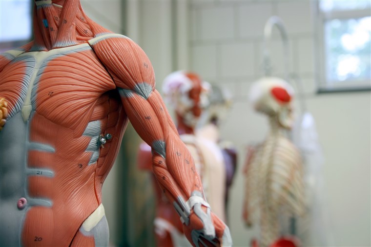 मानव Arm and Torso of an Anatomical Model