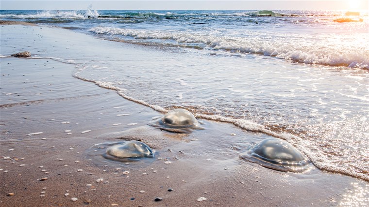 medúza, beach, ocean