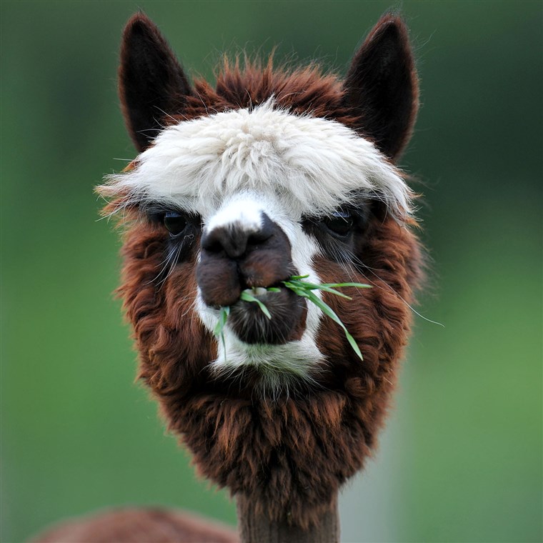 ए MISS: This look does nothing to accentuate this alpaca's beautiful face. To make matters worse, too much fur near the mouth can ensnare un-chewed grass in an unsightly manner.