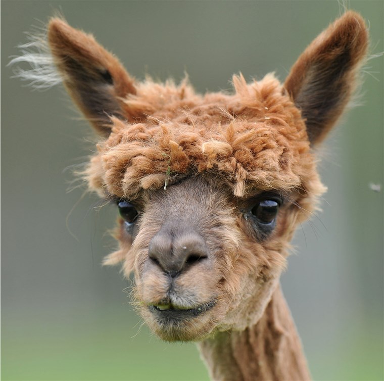 ए PARTIAL WIN: This alpaca pulls off a very short style with flair, but she's in desperate need of a rich conditioner and some shine glaze.