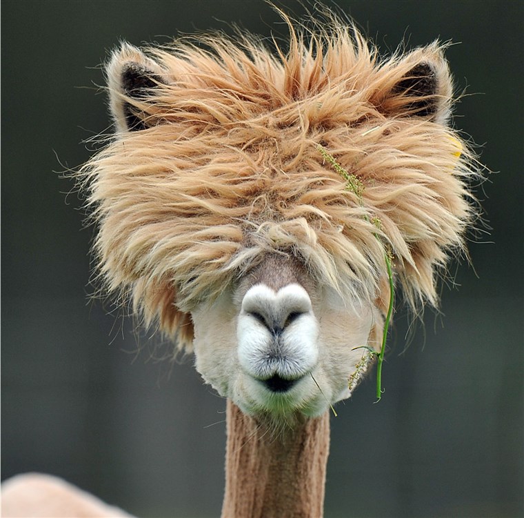  PARTIAL MISS: Tina Turner called. She wants her wig back. (Although actually, on second thought, Tina's signature style doesn't look too shabby on this alpaca.)