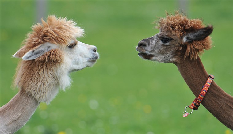 कठिन TO CALL: Sock puppets?!? No! Golf club covers?!? No! Well, we'll go ahead and give these alpacas a 