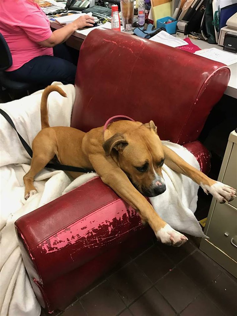 आश्रय dogs get comfy chairs to make them feel at home