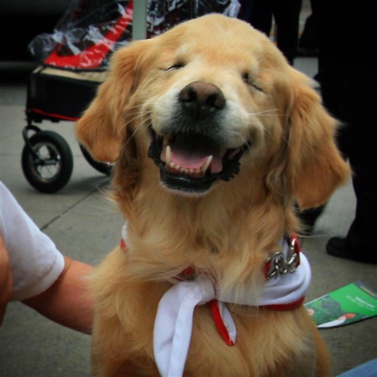 स्माइली the blind therapy dog's beautiful legacy is living on.