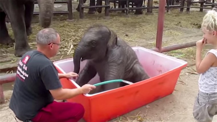 Baba elephant 'Double-Trouble' lives up to his name.