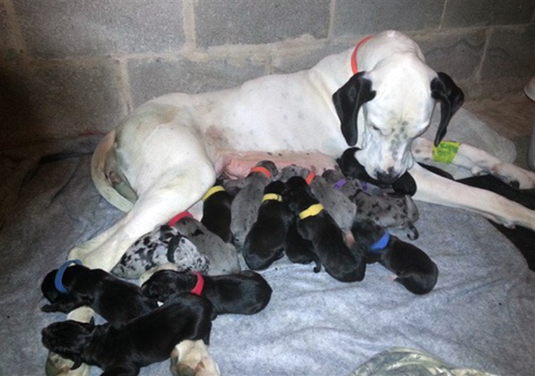 हिमाच्छन्न and her 19 puppies.