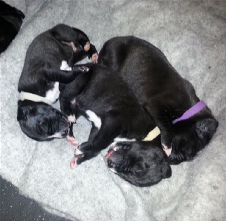  Terry family plans to keep one of the 19 puppies, and sell the rest for $850 each. 