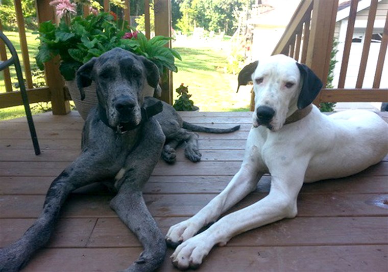 ड्यूक, left, and Snowy, right, are the proud parents of 19 Great Dane puppies born Oct. 26-27 in a singe litter. 