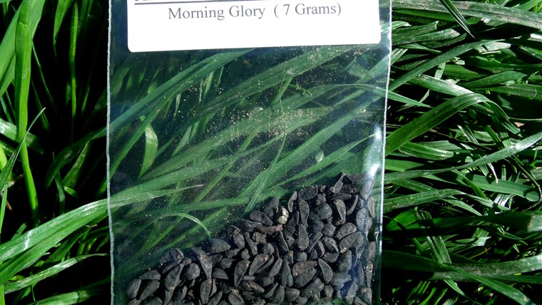 सुबह glory seeds