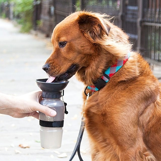 כלב Bowl Water Bottle