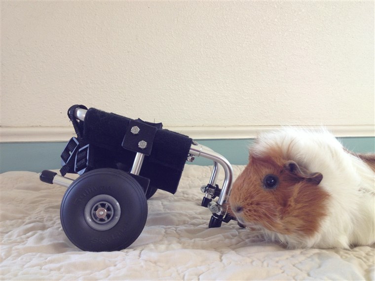 गिन्नी pig who uses wheelchair