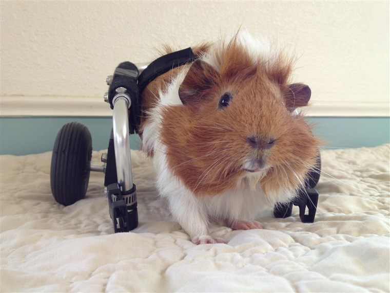 गिन्नी pig who uses wheelchair
