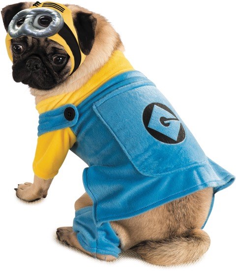  minion is the perfect pet costume for a big-eyed pug