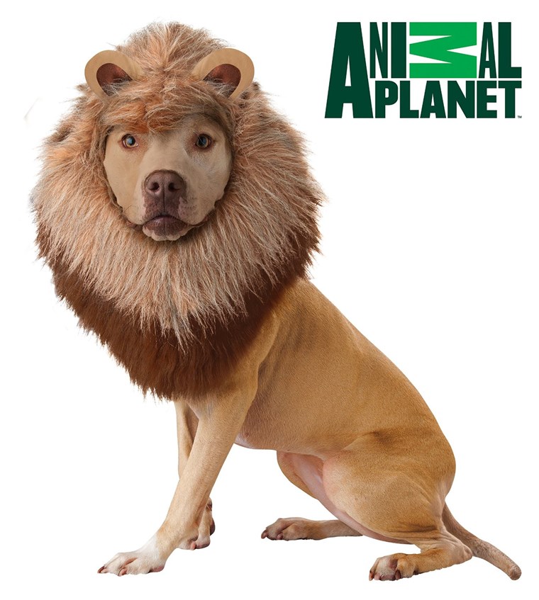 सेसिल The Lion May Be Inspiring Consumers to buy Lion Halloween Costumes For Their Dog