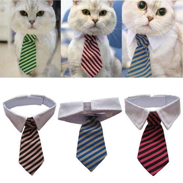 Noć vještica costumes for cats are popular. This business tie option is a simple but effective choice.
