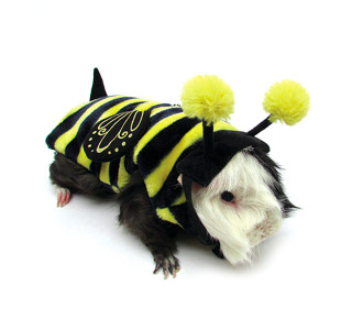 Mali pets like guinea pigs can celebrate Halloween too with fun, cute costumes