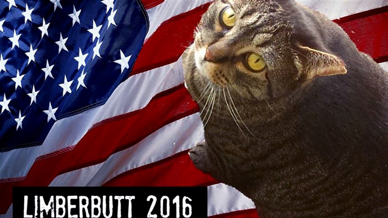 Limberbutt McCubbins, a cat running for president in 2016