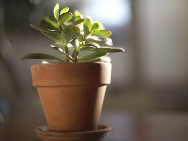 जेड plant, indoor plants, houseplants, the best indoor plants