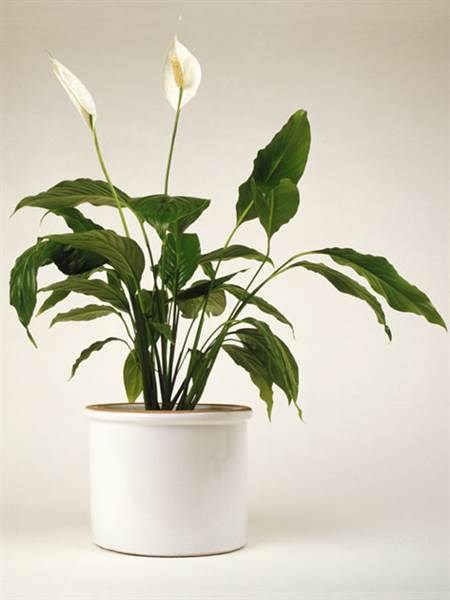 शांति lily, indoor plants, houseplants, the best indoor plants