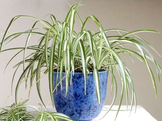 मकड़ी plant, indoor plants, houseplants, the best indoor plants