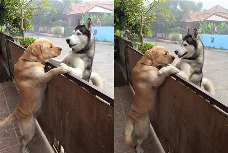 שכונה dogs sneak hug in Thailand