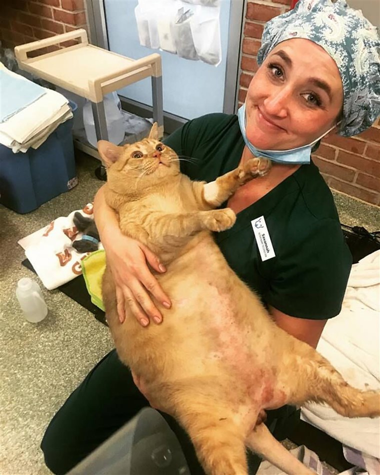 35 पाउंड cat Symba up for adoption