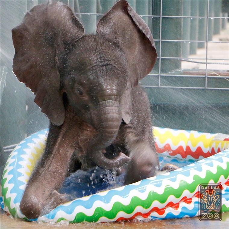 Ellie the Dallas Zoo baby elephant takes his first dip in a kiddie pool