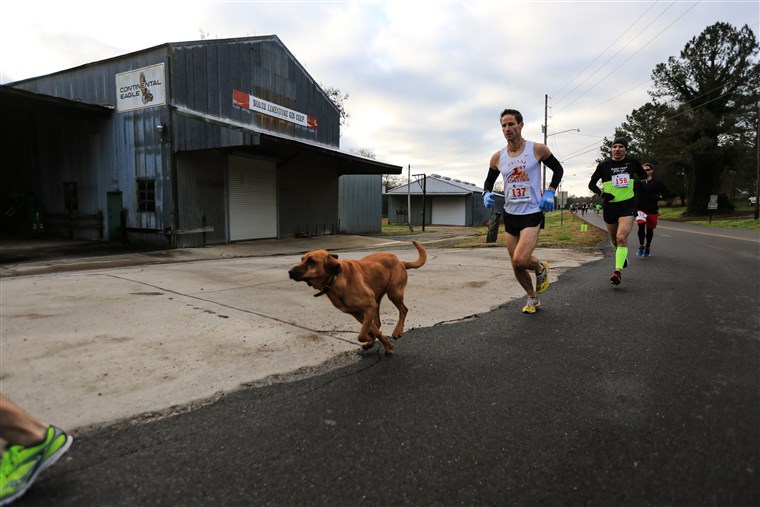 Ludivine the dog runs in the inaugural Elkmont Half Marathon.