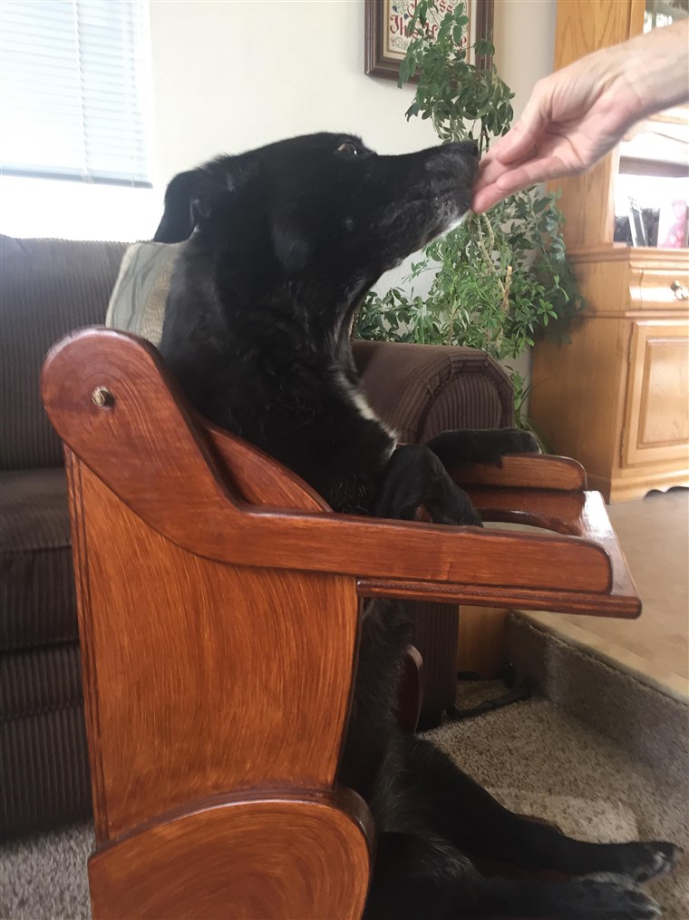 כלב with esophageal disorder leaps into dog-shaped high chair for her meal