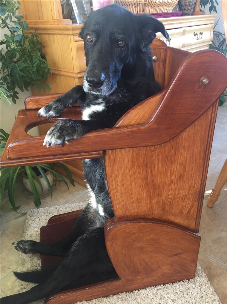 כלב with esophageal disorder leaps into dog-shaped high chair for her meal