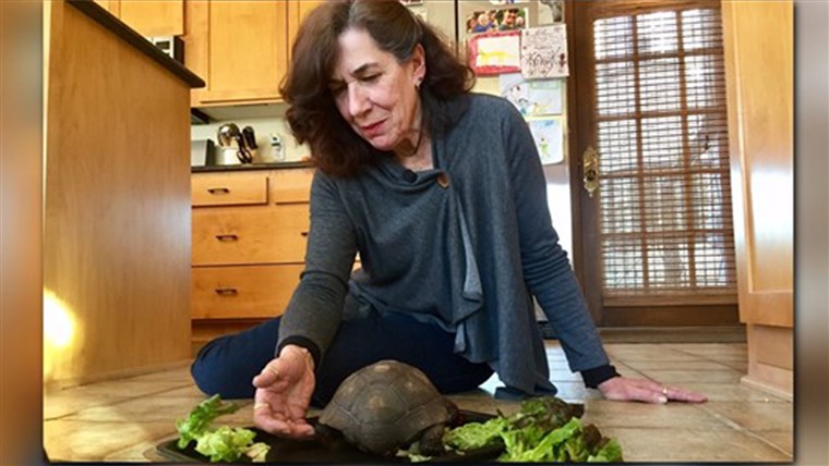 ג'יאנה Smith feeds pet turtle