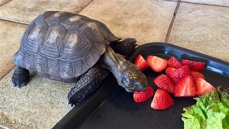 חיית מחמד turtle owned by Minnesota woman for 56 years eats strawberries and turtles