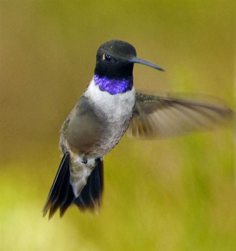  mature male black-chinned hummingbird resides in Sedona, Ariz., from March through September, then migrates to its winter home in southern Mexico.