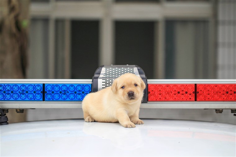 K-9 puppies recruited by Taiwanese police force