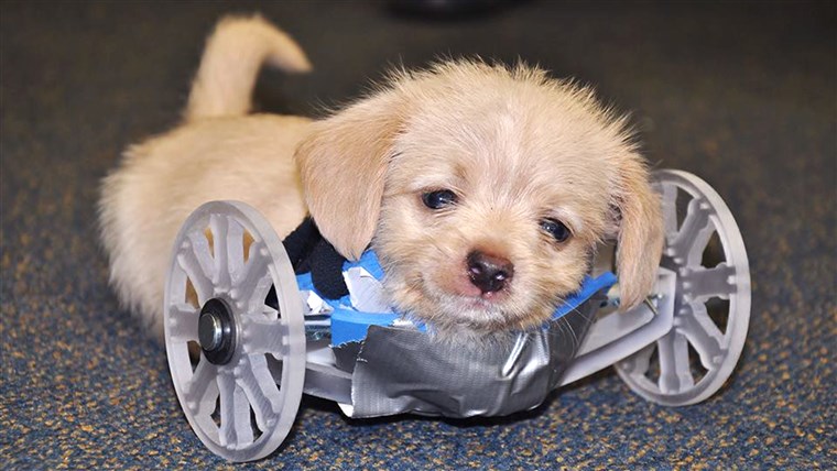इसलिये this little guy is so small, adustments need to be made to his new wheels. — with Karen Pilcher.