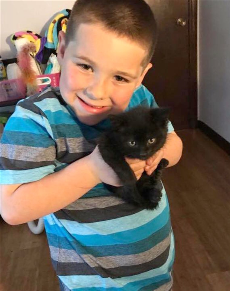 बिल्ली का बच्चा season foster adoption tips