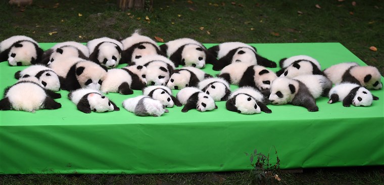 תמונה: 23 Giant Panda Cubs Make Debut In Chengdu