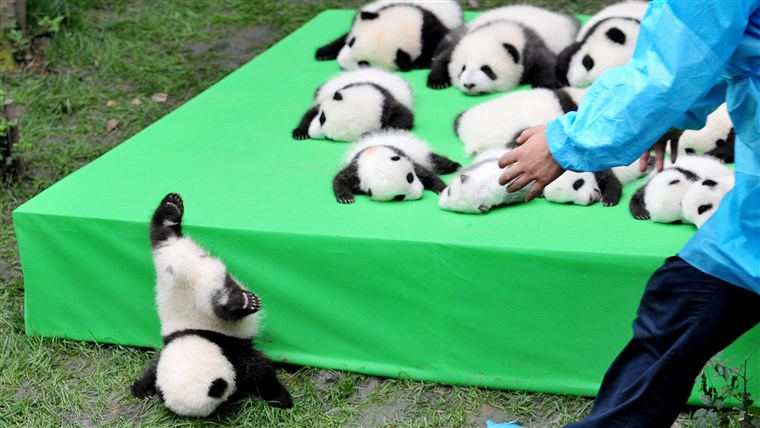 תמונה: 23 Giant Panda Cubs Make Debut In Chengdu