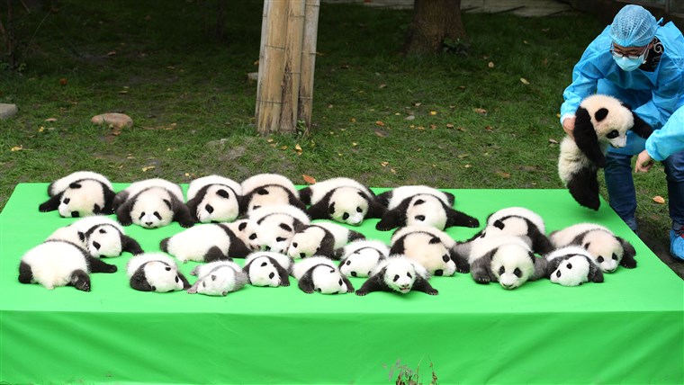 Slika: 23 Giant Panda Cubs Make Debut In Chengdu