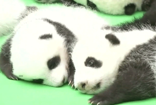פנדות snuggling at the Chengdu Research Base of Giant Panda Breeding in China.