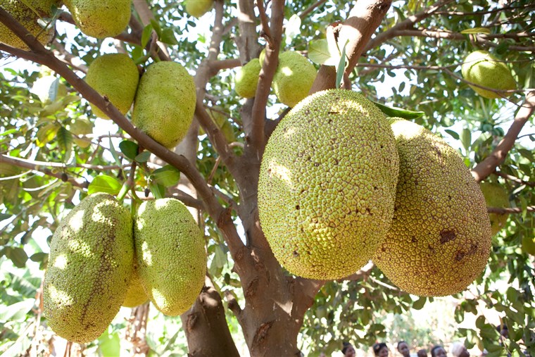 कटहल grows in Buwanyanga Village - Sironko, Eastern Uganda, East Africa.