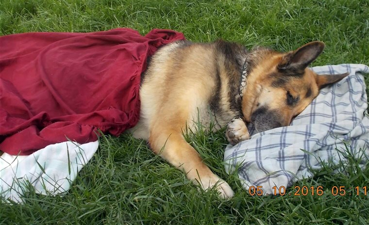 स्वयंसेवक make prayer blankets for strangers' sick and dying pets