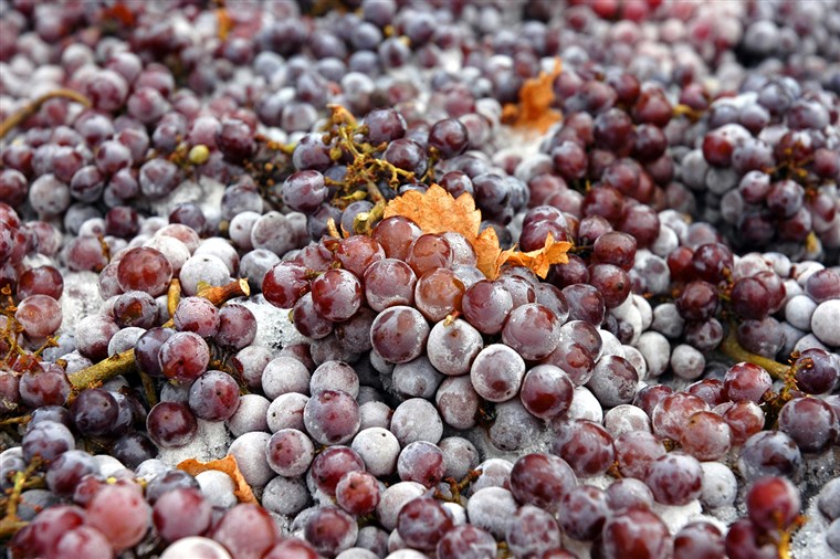 जमे हुए Pinot Gris grapes