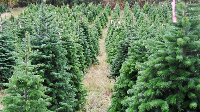 Božić tree farm